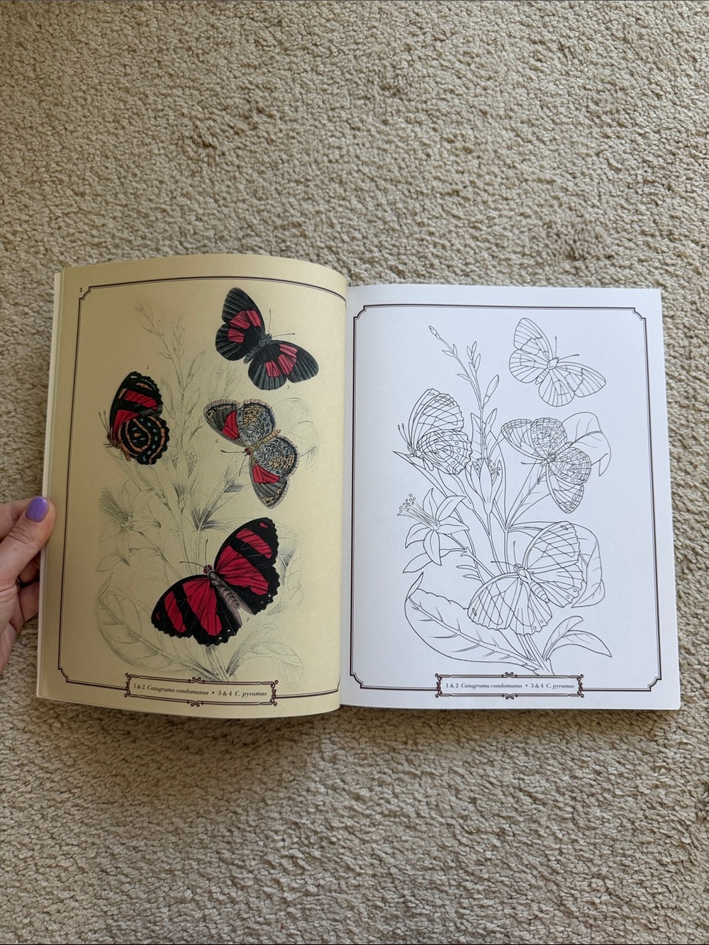 The Beautiful Nature Coloring Book - Picture 6 of 6